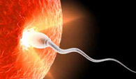 chennai Infertility