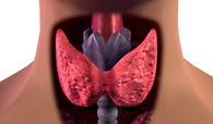 Thyroid herbal treatment